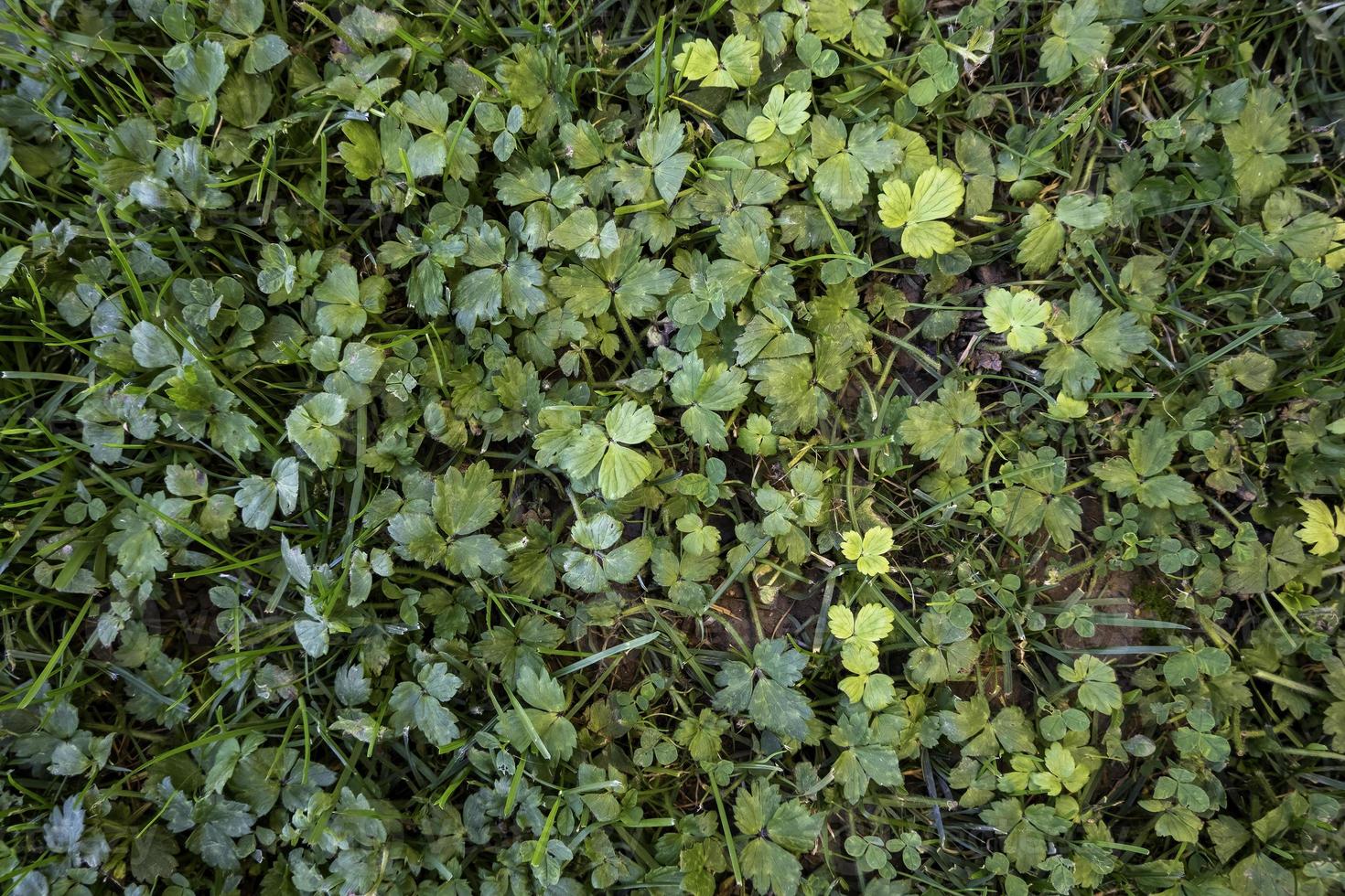 klavers achtergrond in de natuur foto