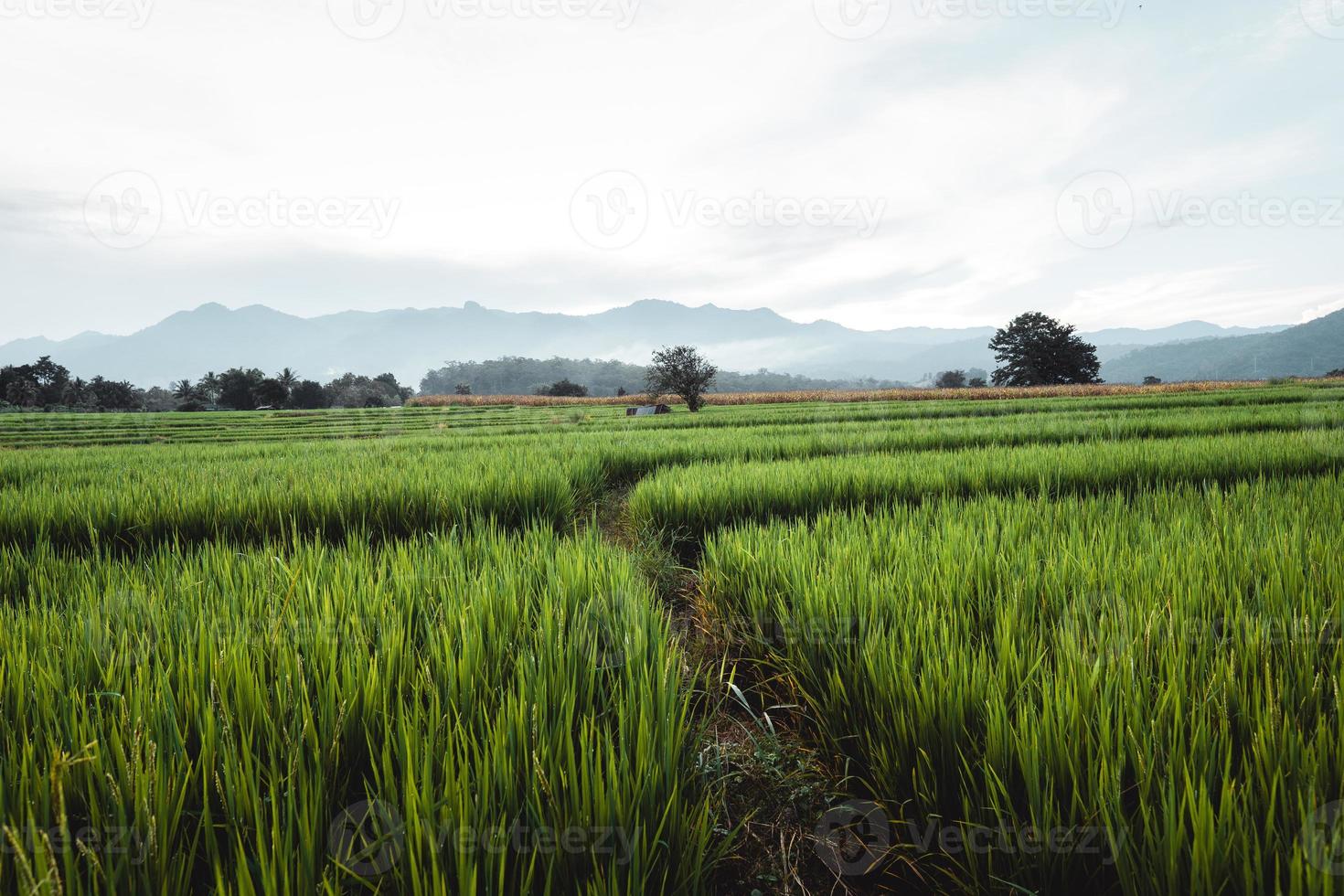 de rijstplanten in de velden, rijstveld foto