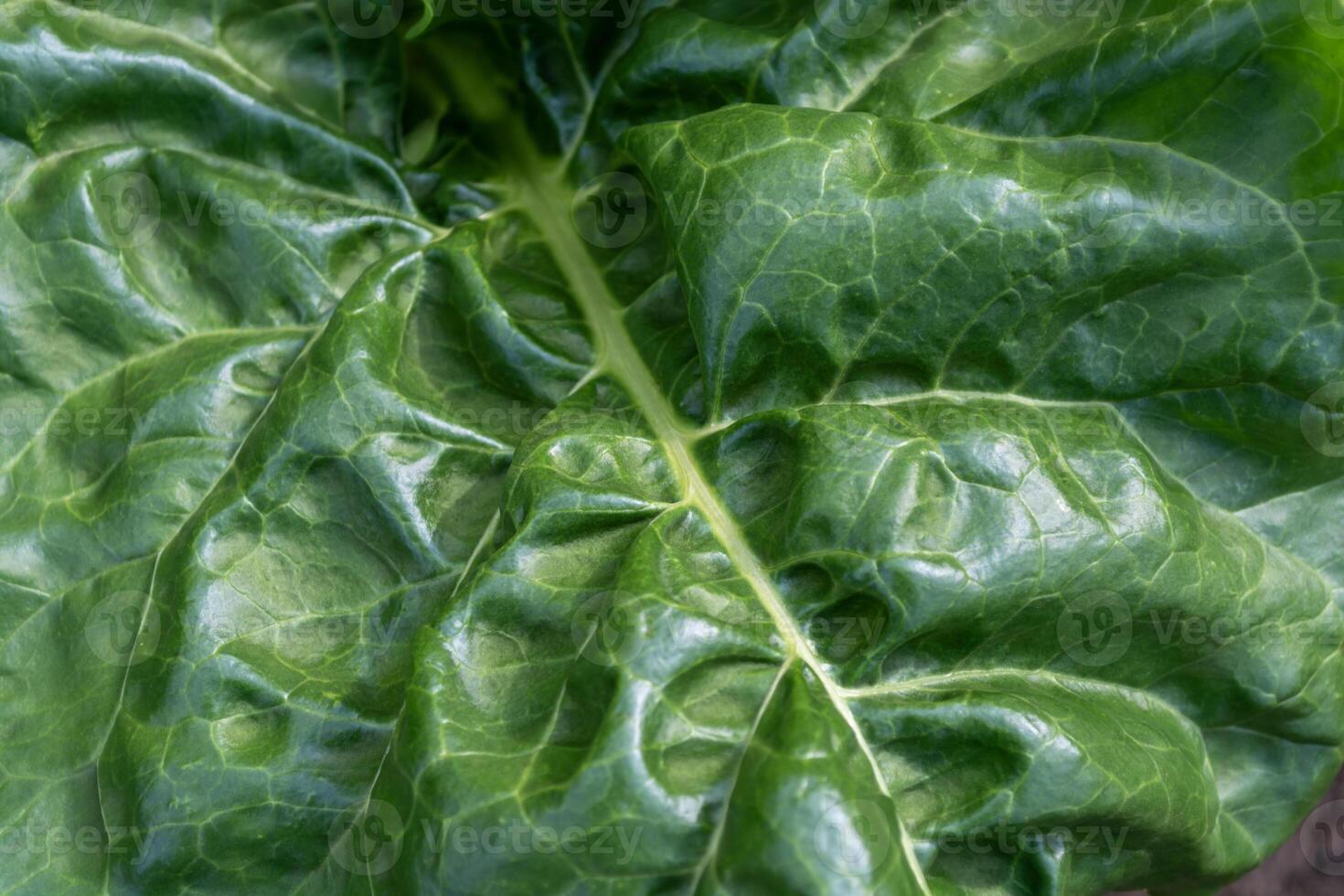 groen sappig blad van voer biet detailopname. foto