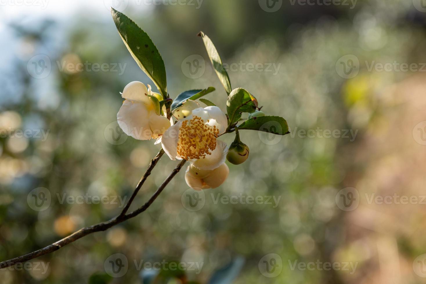 onder de zon staan theebloemen met witte bloemblaadjes en gele bloemkernen in het wilde theebos foto