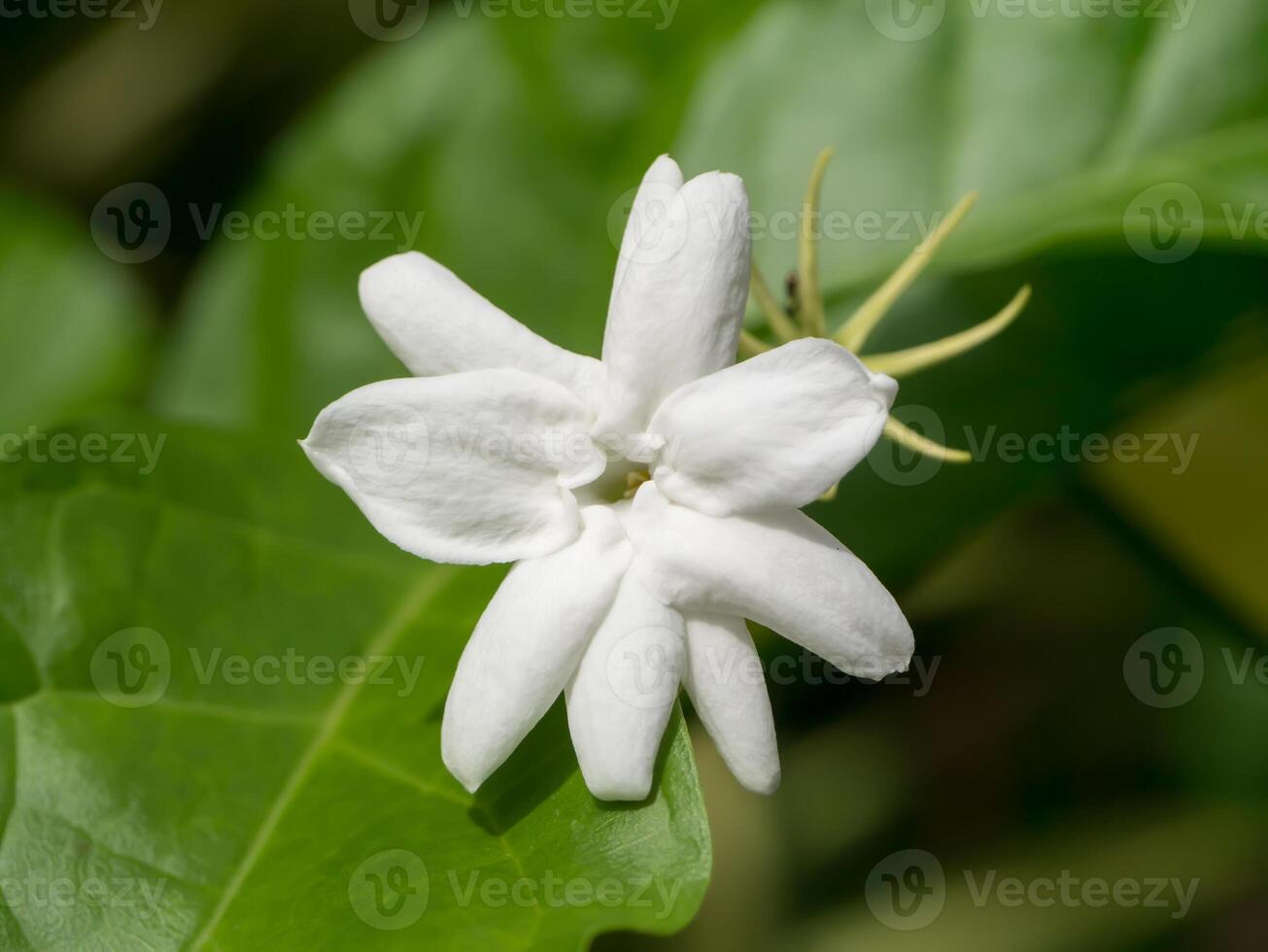 wit van jasmijn bloem. foto
