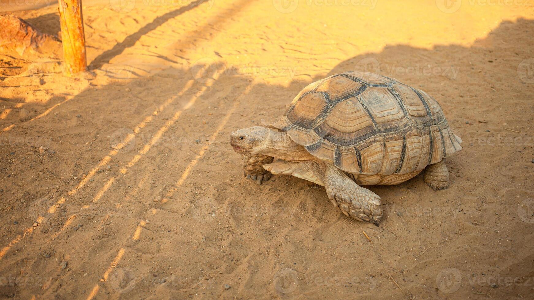 groot land- schildpad kruipt Aan de zand, langzaam. top visie foto