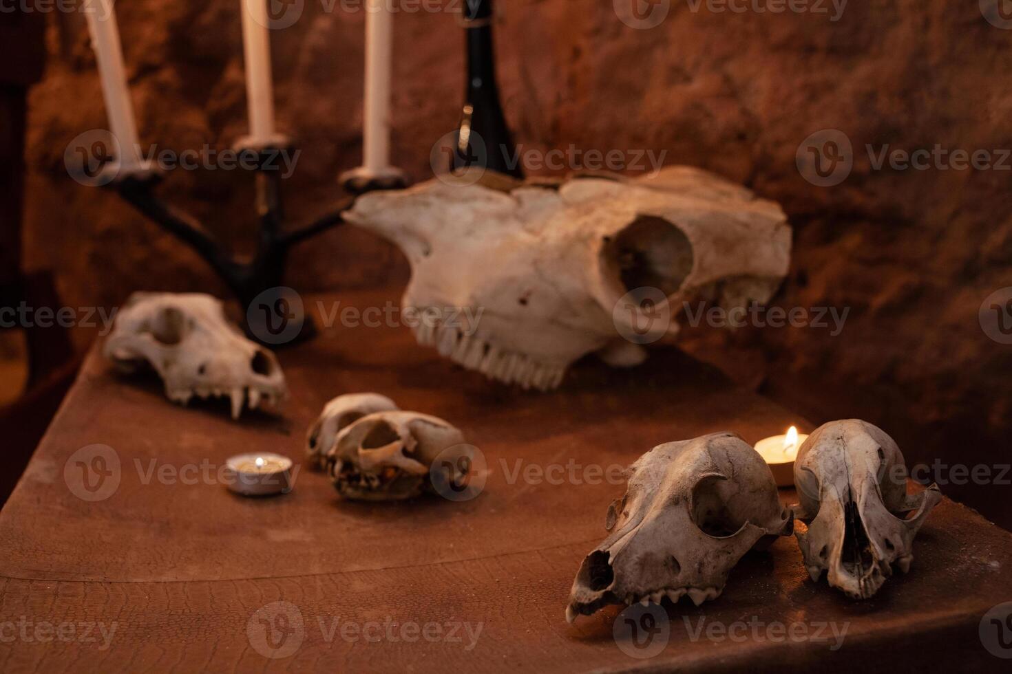 foto zone in de studio voor halloween. dramatisch intimiderend, landschap voor allemaal heiligen dag feesten. oktober 31, foto studio. schedels van dieren Aan een oud koffer.