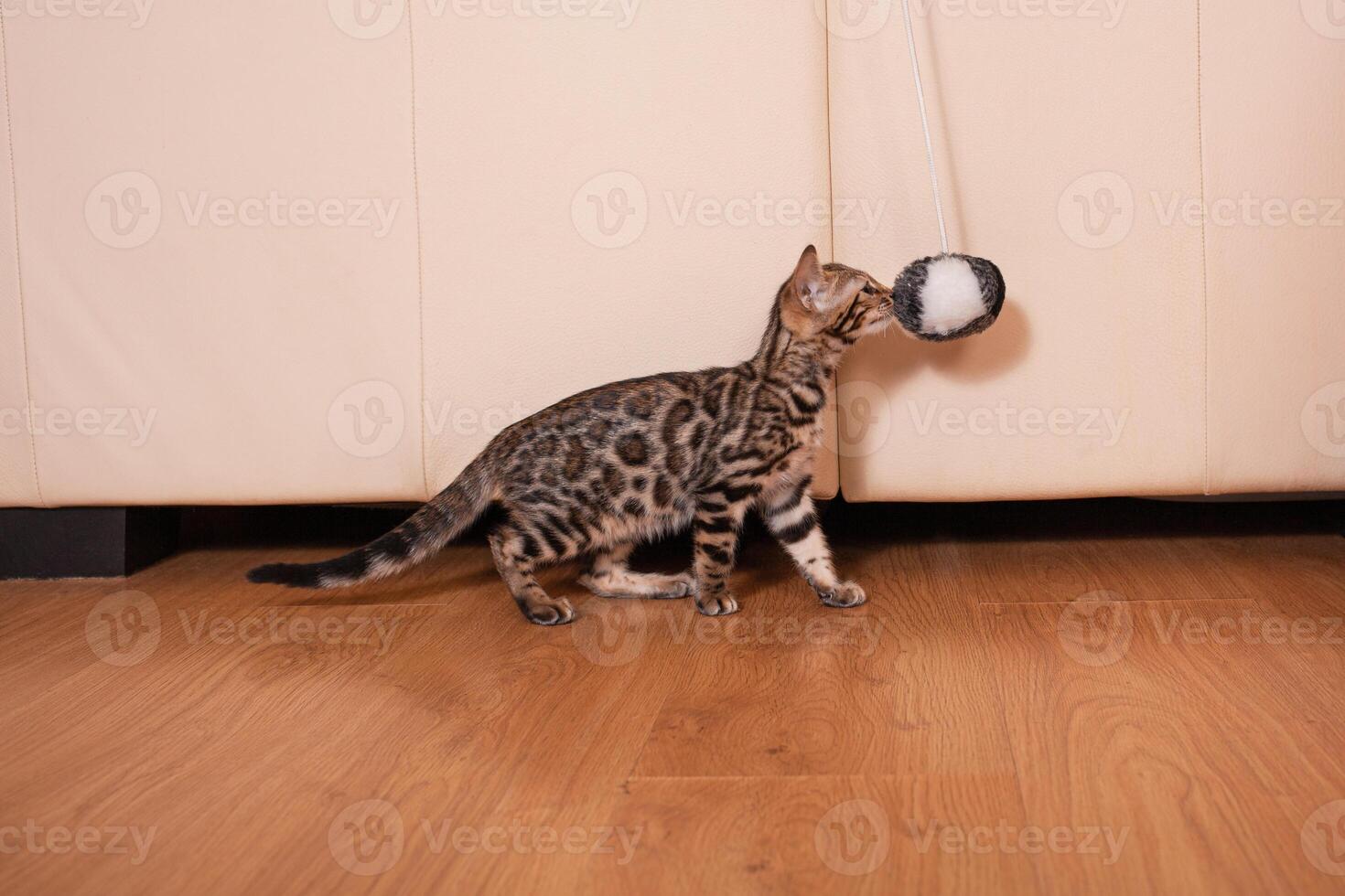 een klein bruin luipaard tijger Bengalen katje Toneelstukken met een zwart en wit bal foto