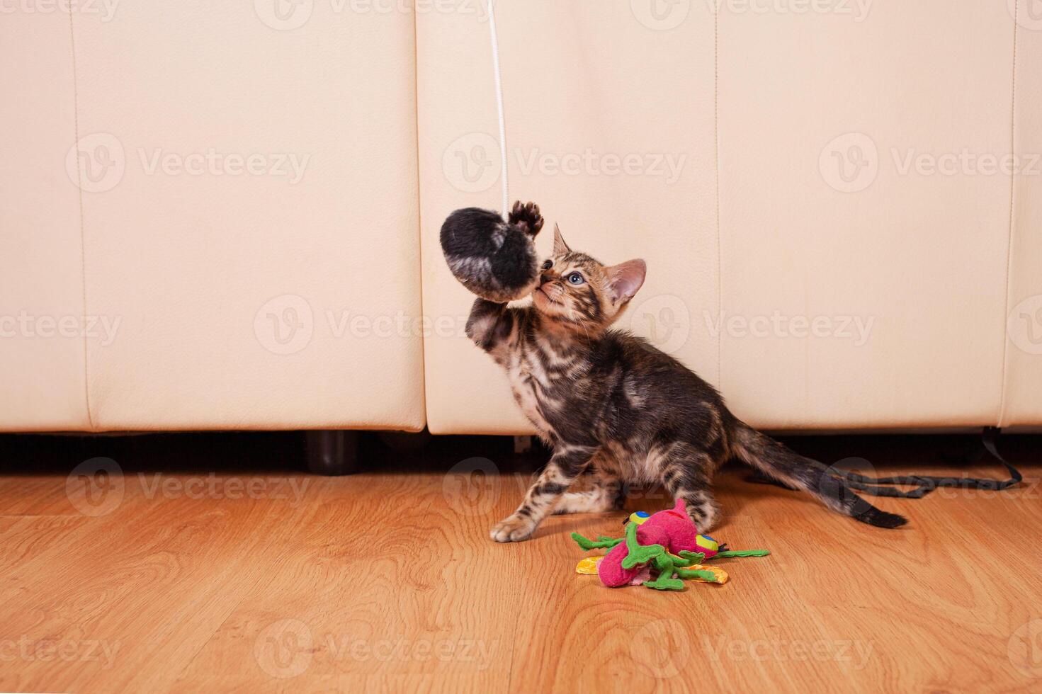 een klein bruin luipaard tijger Bengalen katje Toneelstukken met een zwart en wit bal foto