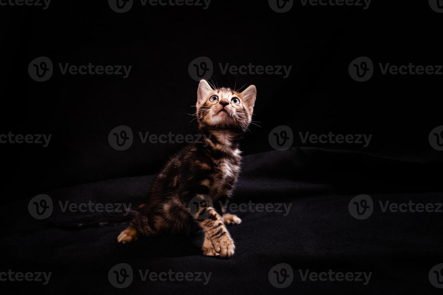 bruin weinig Bengaals luipaard tijger katje Aan een zwart achtergrond. foto