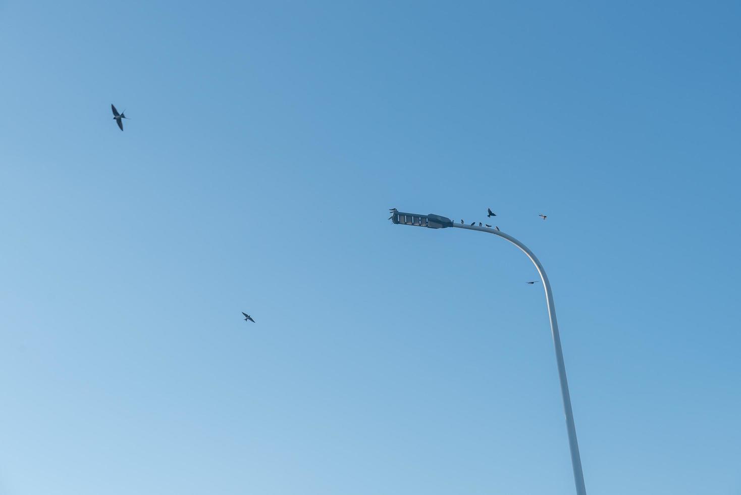 onder de blauwe lucht, er zijn straatlantaarns op straat en vogels stoppen erop foto
