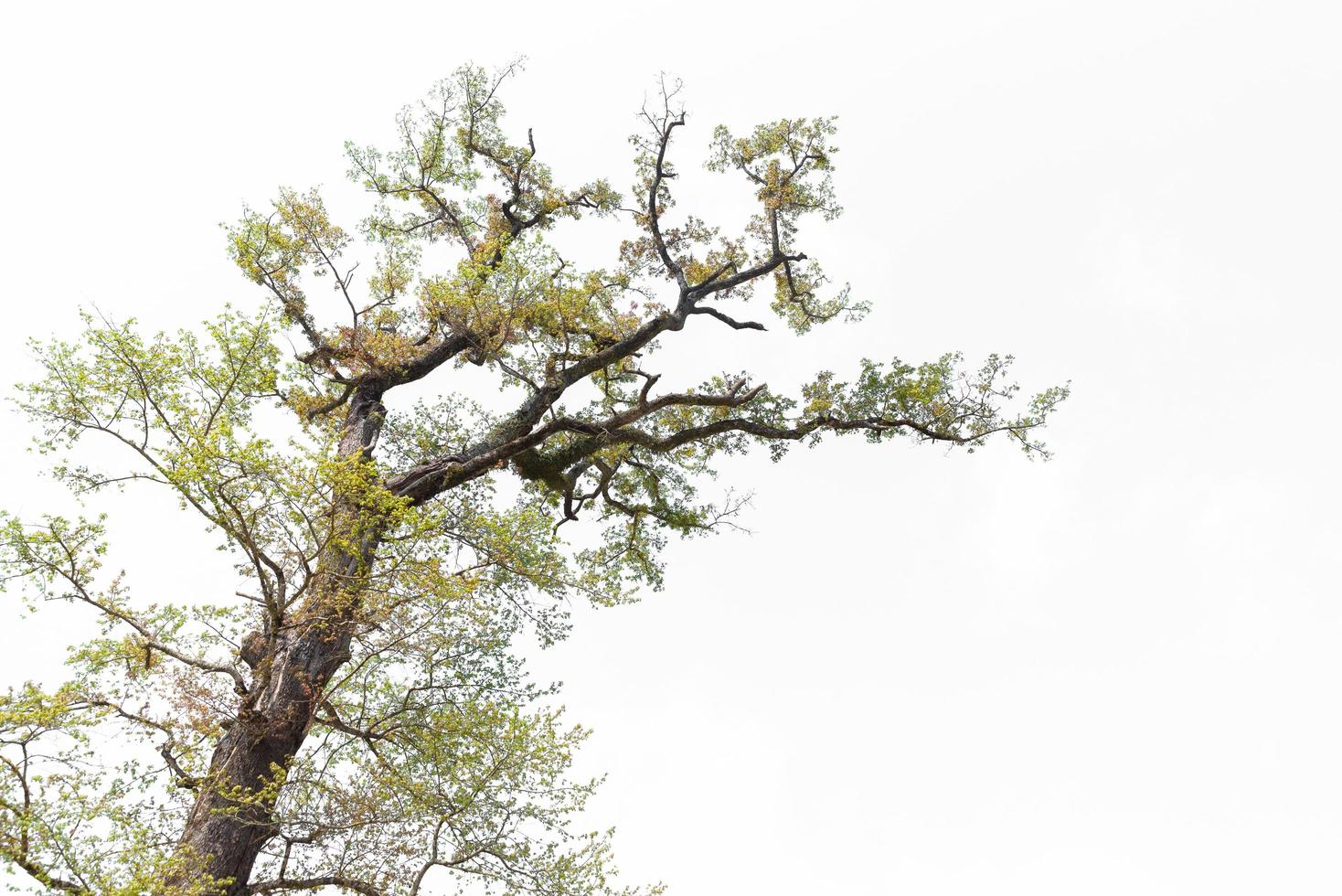 vreemd uitziende dode bomen op een pure achtergrond foto