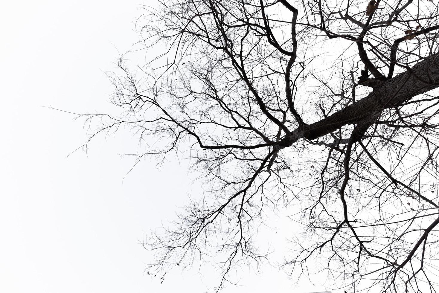 vreemd uitziende dode bomen op een pure achtergrond foto