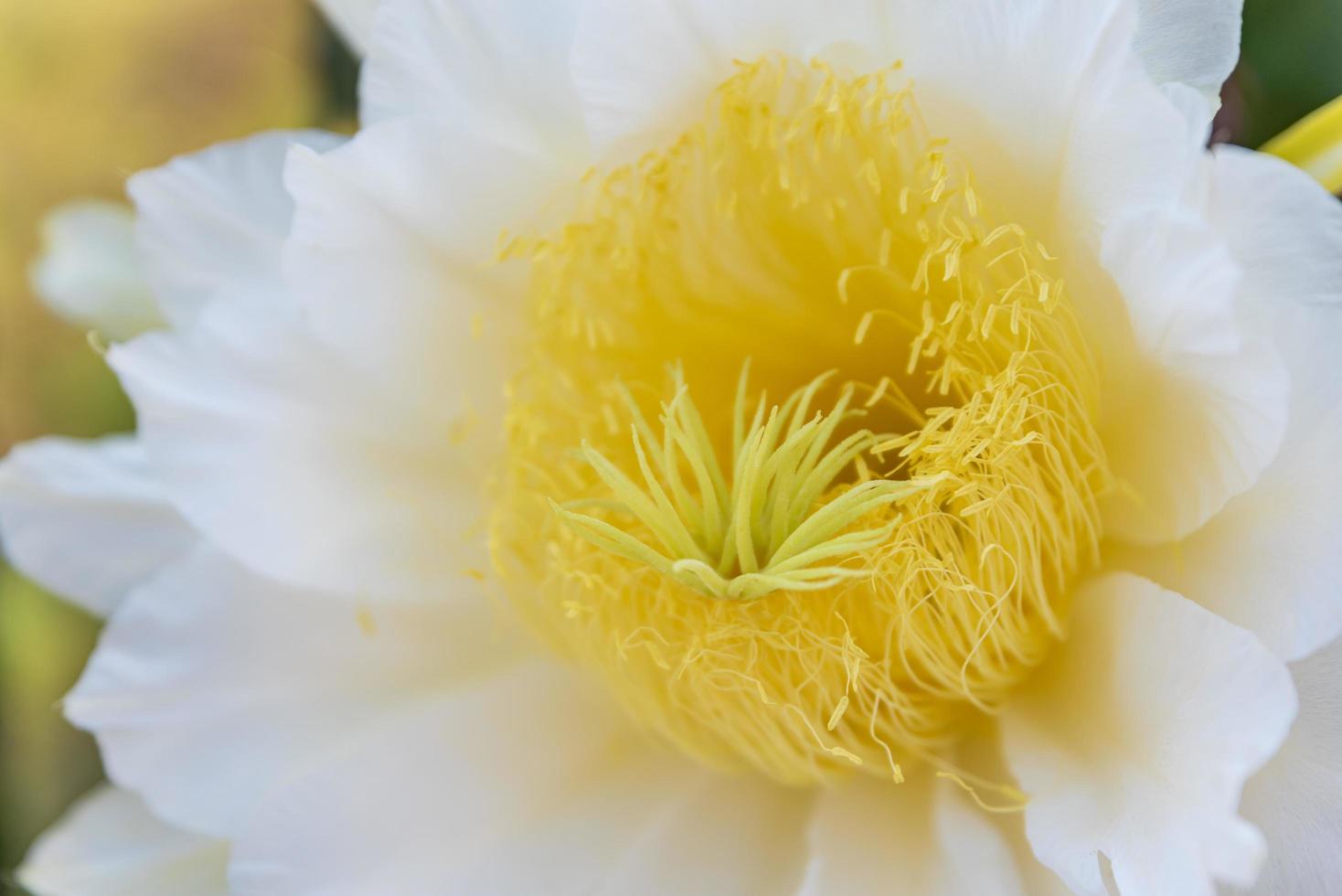 een pitayabloem met witte bloemblaadjes en gele meeldraden in volle bloei foto