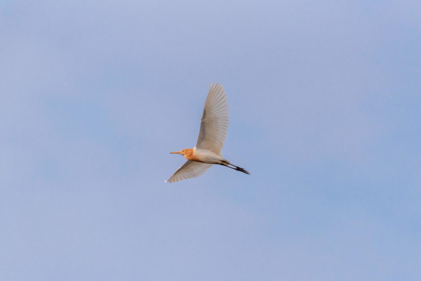 een koereiger die in de lucht vliegt foto