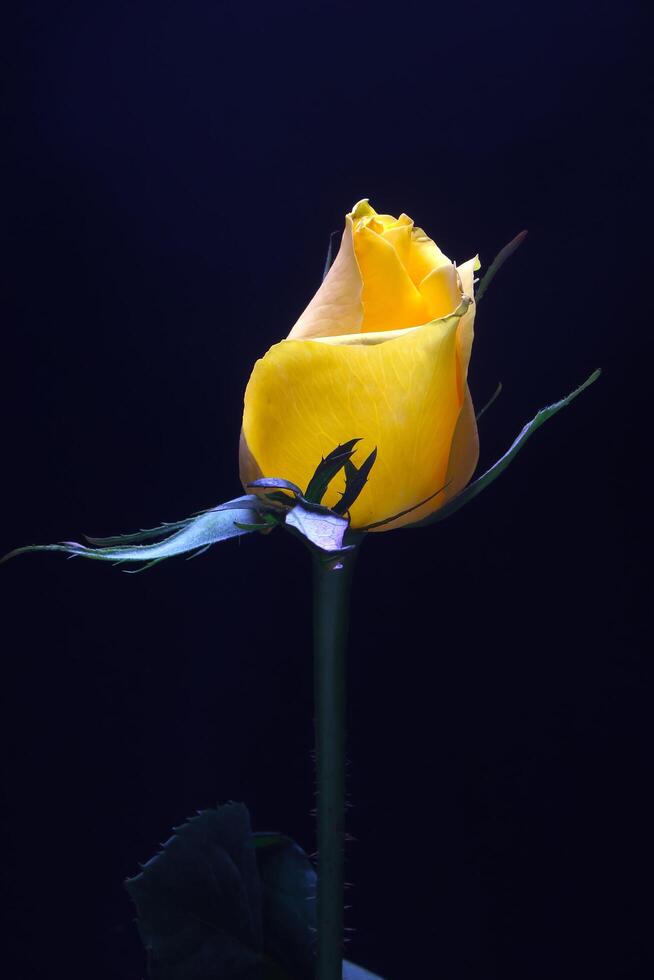 geel roos bloem knop Aan zwart achtergrond foto