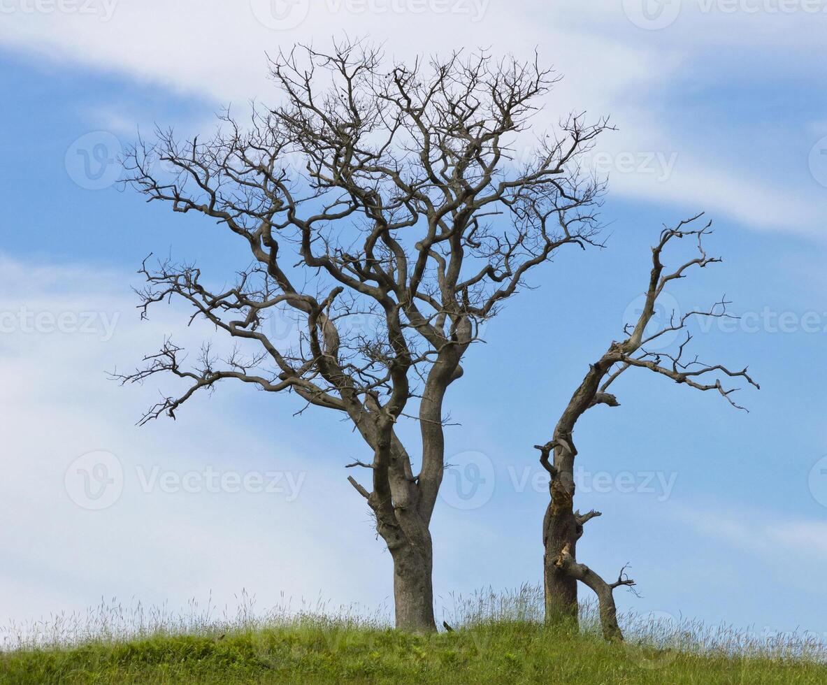 oude boom achtergrond foto