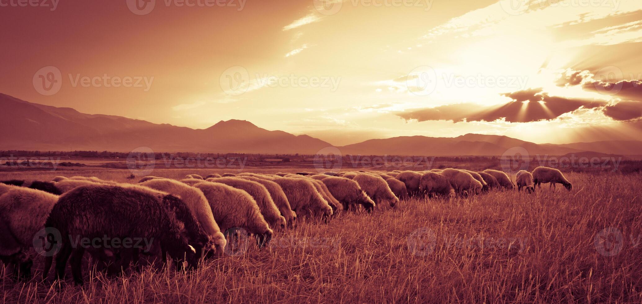 schapen Aan zonsondergang foto