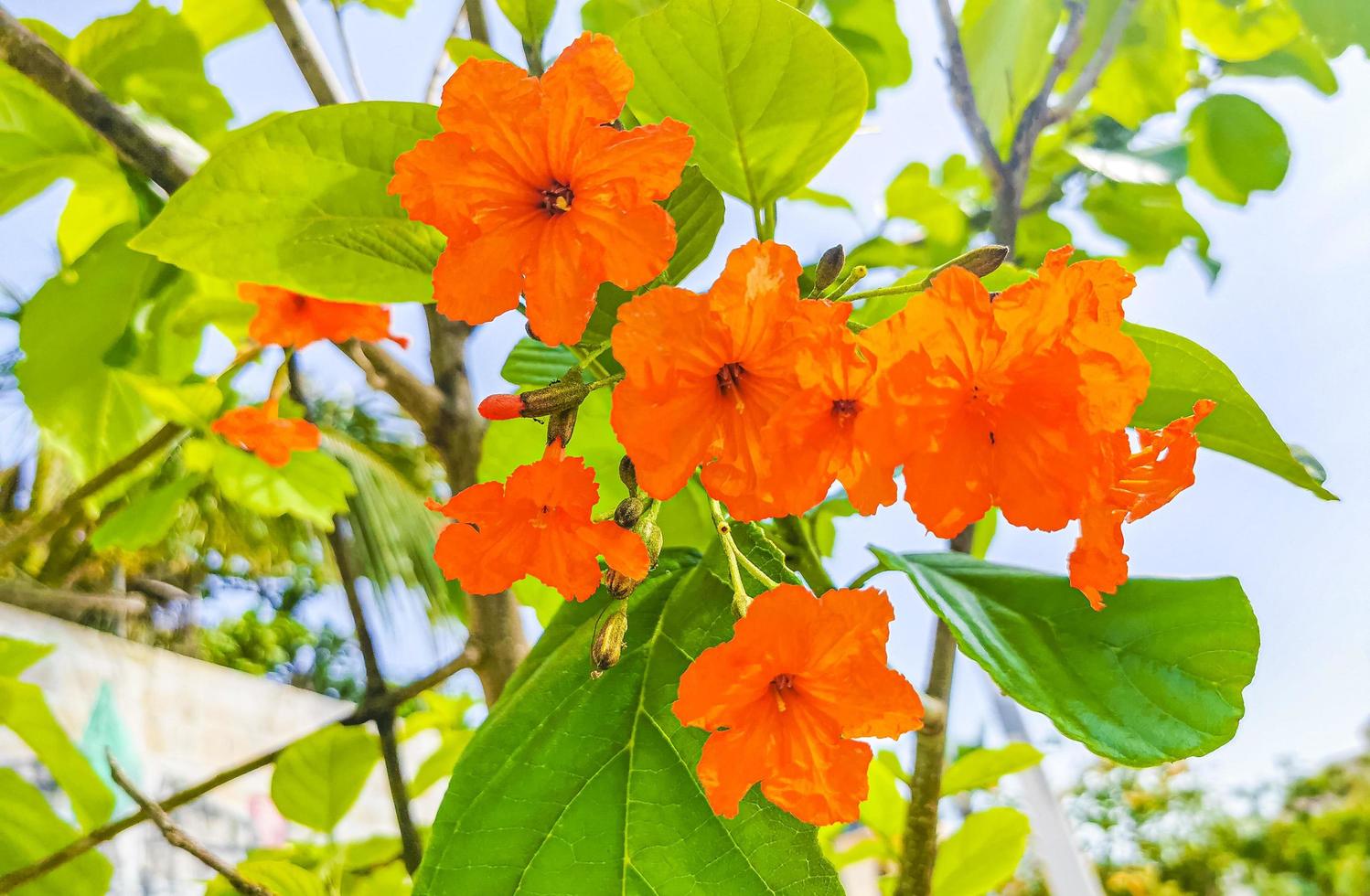 kou cordia subcordata bloeiende boom met blauwe lucht in mexico. foto