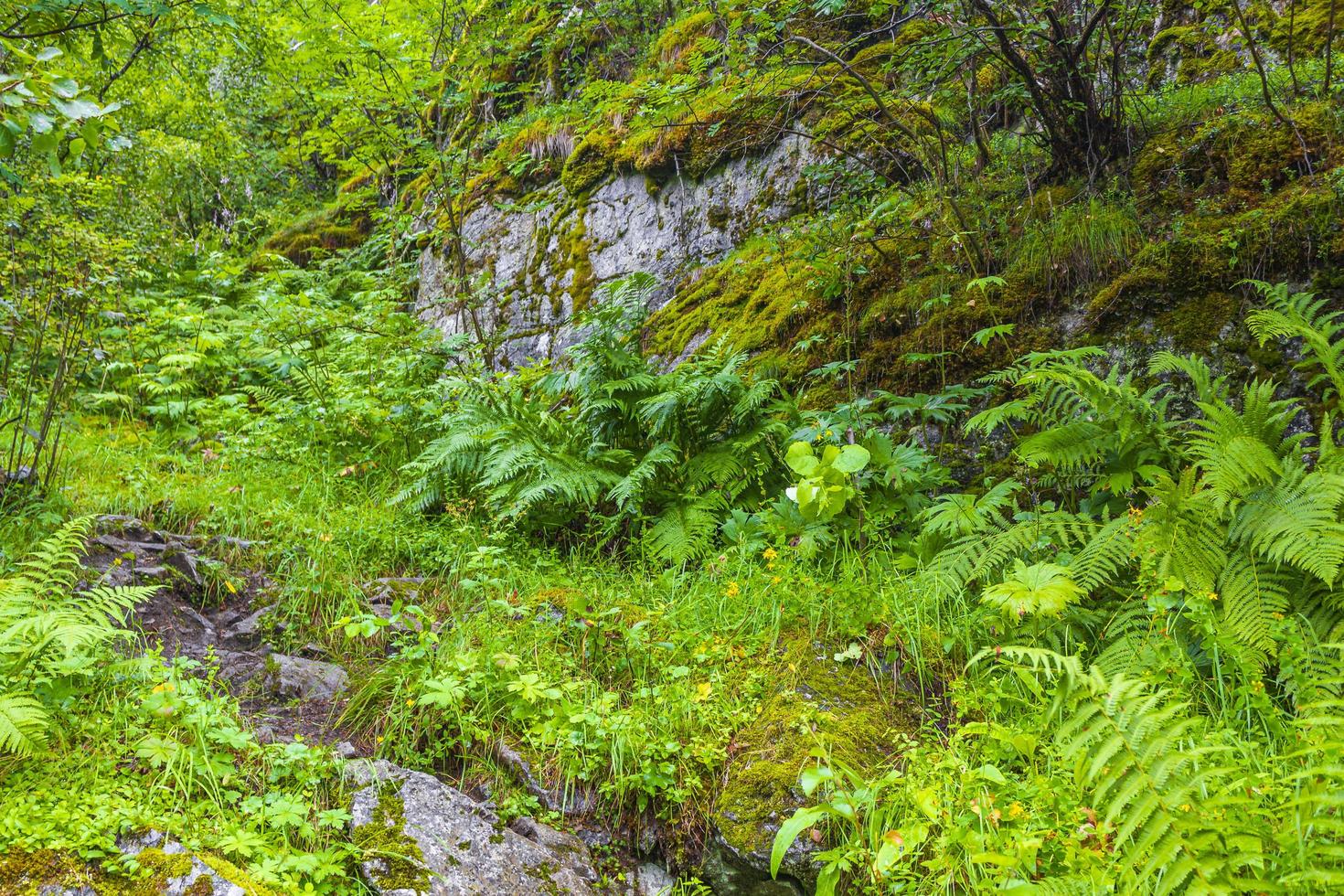 wandelpaden in de Noorse natuur door bergen bossen utladalen noorwegen. foto