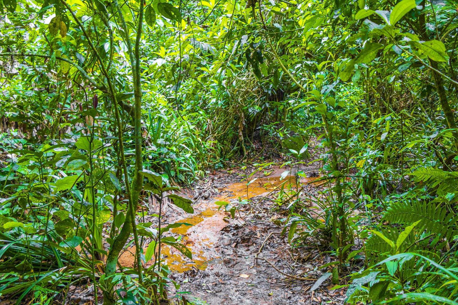 wandelpad in natuurlijke tropische jungle bos ilha grande brazilië. foto