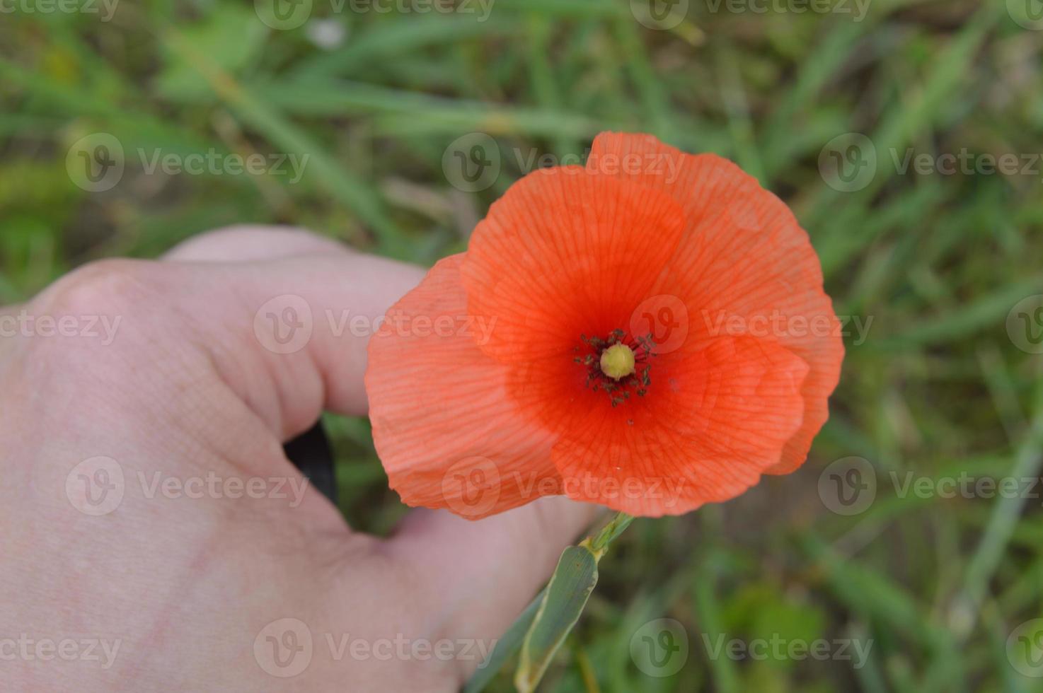 bos bloemen close-up van verschillende kleuren achtergronden foto