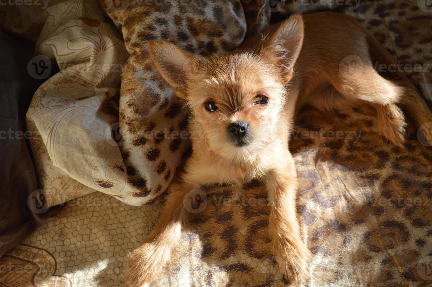 chihuahua hond spelen in bed foto