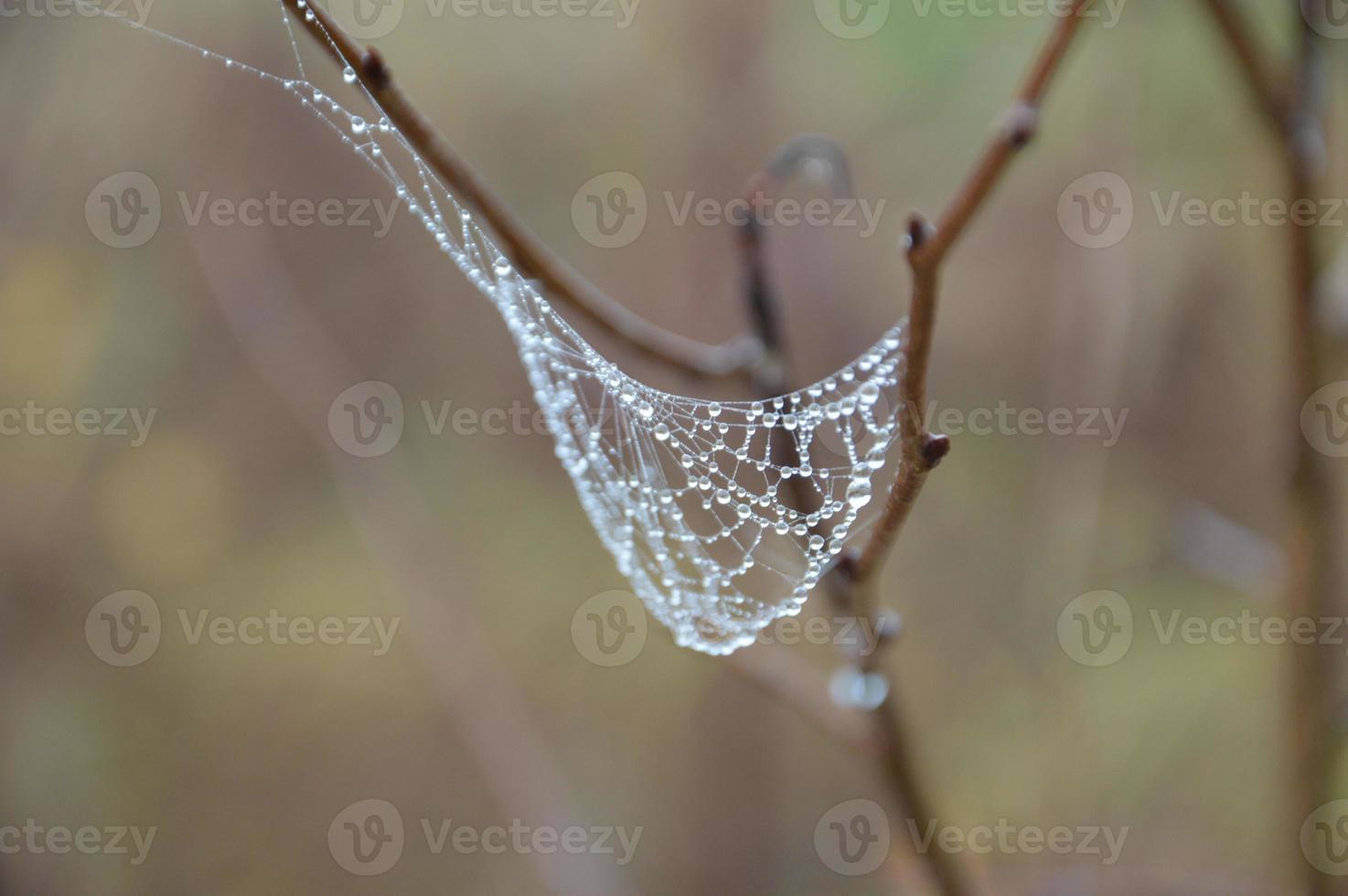 close-up spinnenweb op planten en bomen foto