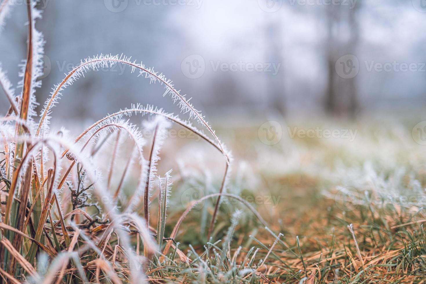 gras weide natuur bedekt met ijzige druppels ochtenddauw. mistig winterweer, wazig wit landschap. kalme koude winterdag, bevroren ijzige close-up natuurlijke planten foto