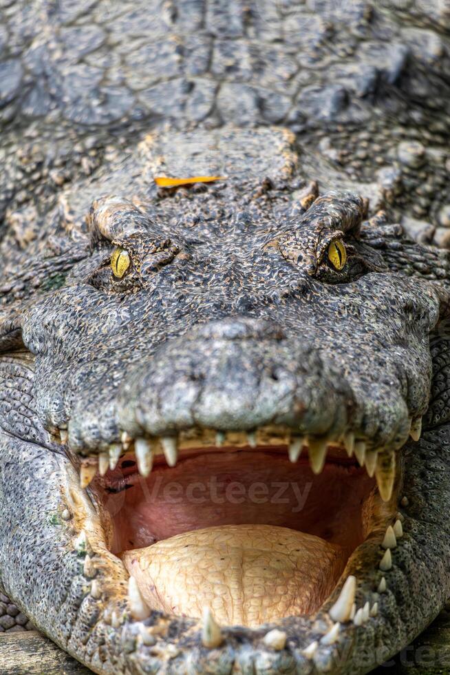 een boos op zoek krokodil Bij de Saigon dierentuin foto