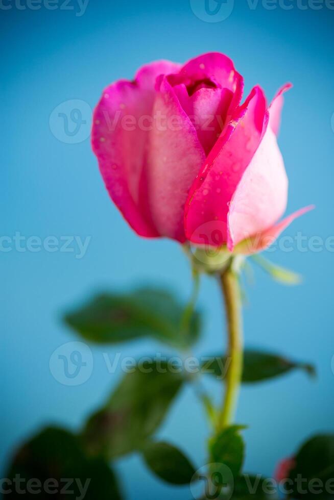 roze mooi zomer rozen geïsoleerd Aan blauw foto
