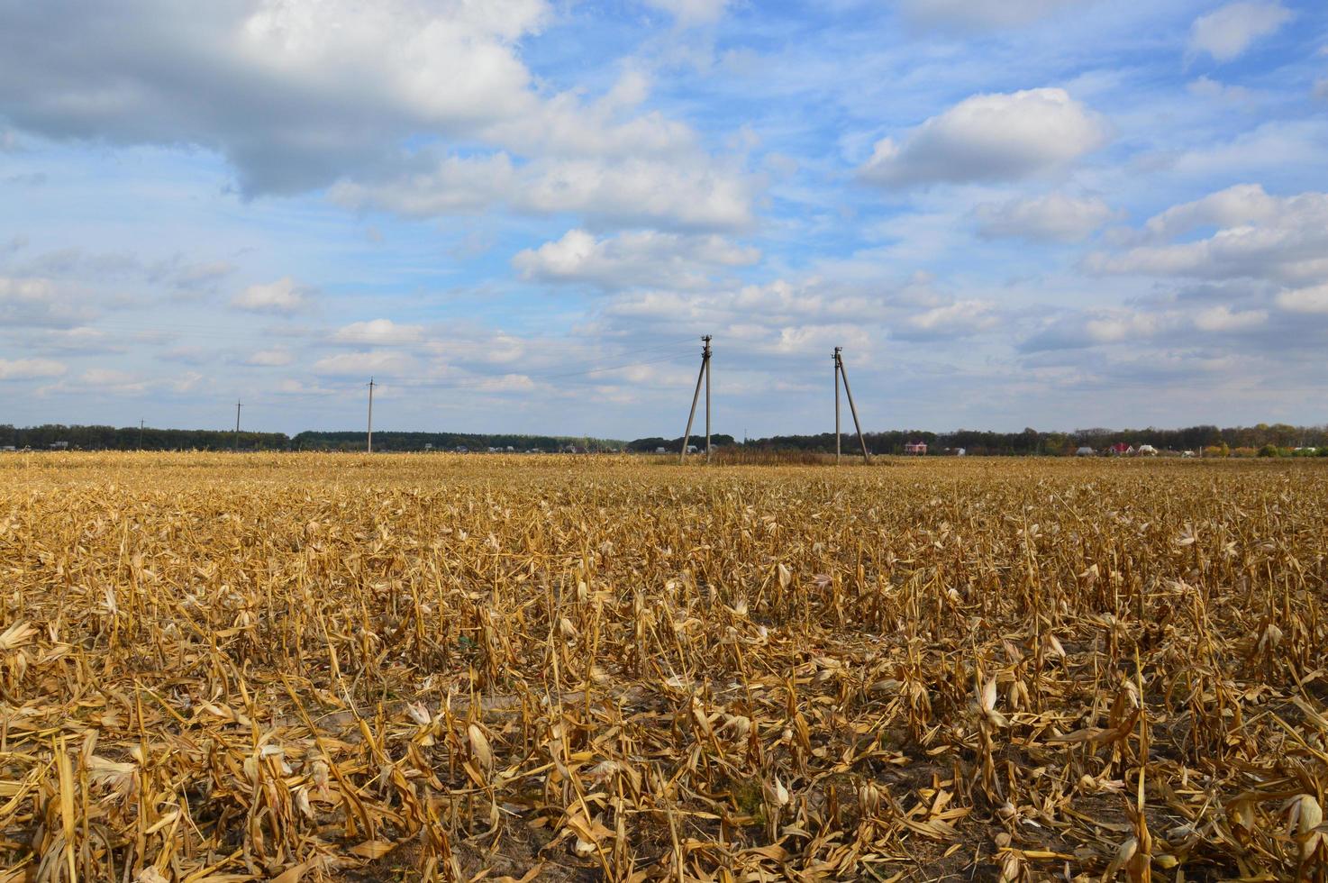 veld geoogste maïs resterende toppen foto