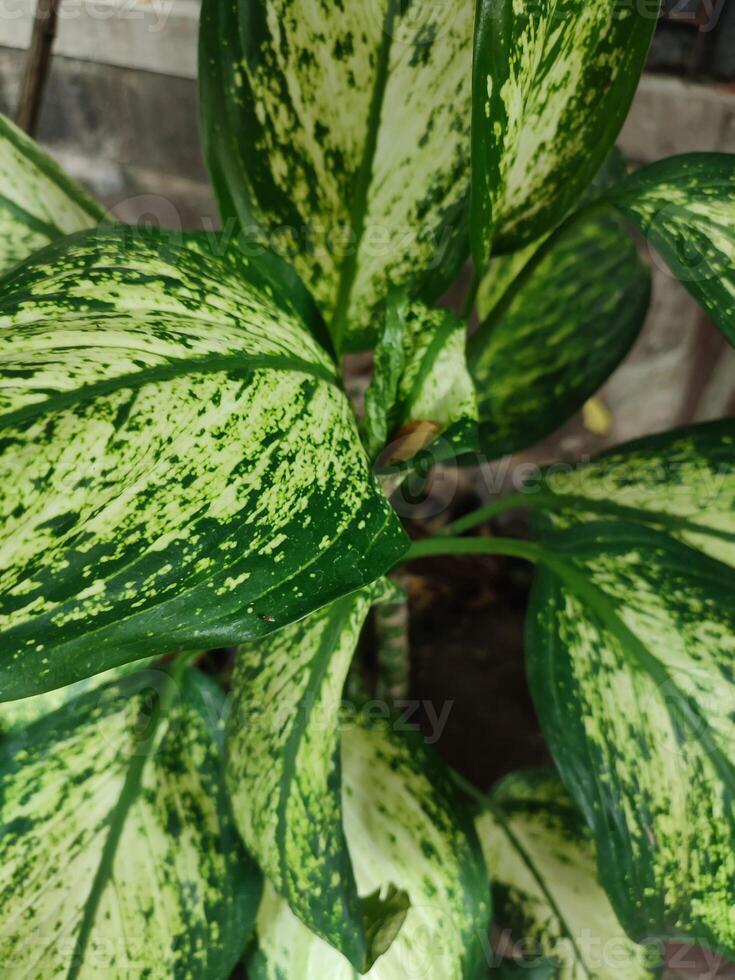 dieffenbachia seguine, tropisch planten met mooi structuur groen bladeren. foto