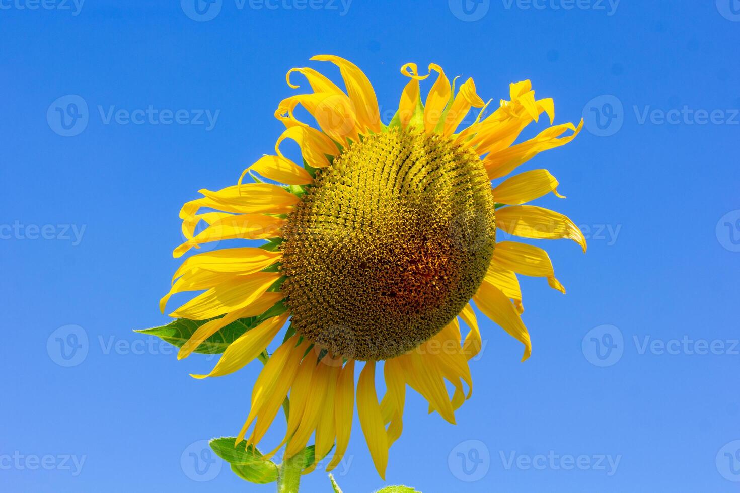 een dichtbij omhoog schot van de zonnebloem, de zaden zijn duidelijk zichtbaar en de stuifmeel stuifmeel is Doorzichtig. foto