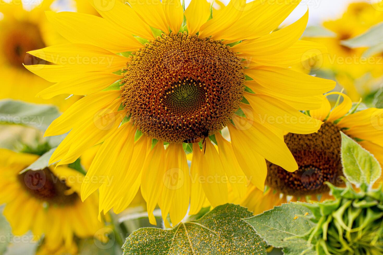 een dichtbij omhoog schot van de zonnebloem, de zaden zijn duidelijk zichtbaar en de stuifmeel stuifmeel is Doorzichtig. foto