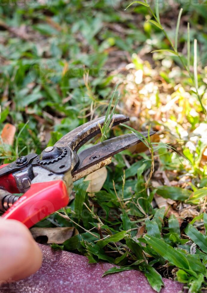 tuinman hand- gebruik makend van snoeischaar snijdend gras foto