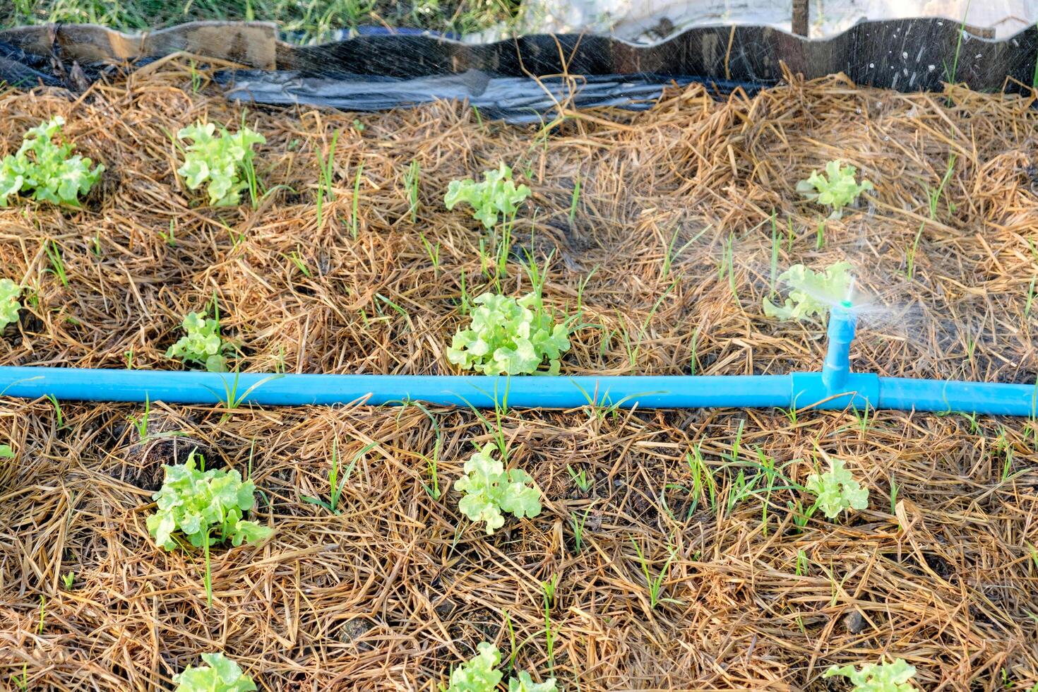 bestrooi water Aan groen eik in tuin foto