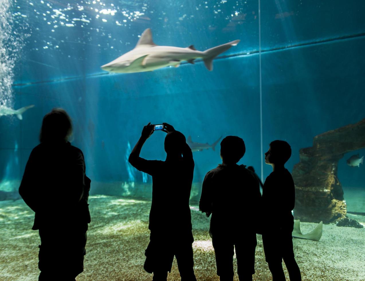 Genua, Italië, 2 juni 2015 - niet-geïdentificeerde mensen in het Genua-aquarium. het aquarium van genua is het grootste aquarium van italië en een van de grootste in europa. foto