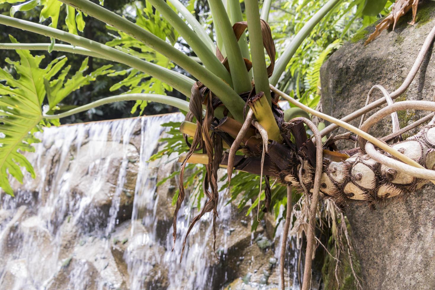 details van prachtige waterval in de perdana botanische tuinen, maleisië. foto