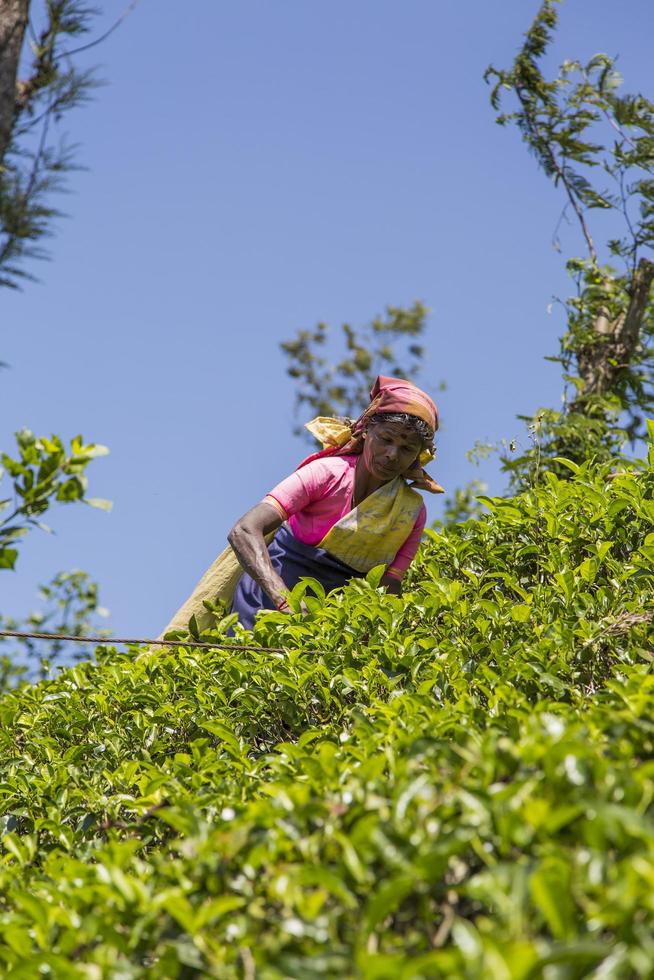 nuwara, sri lanka, 26 januari 2014 - niet-geïdentificeerde vrouw die werkt op de theeplantage in nuwara, sri lanka. sri lanka is 's werelds vierde grootste producent van thee. foto