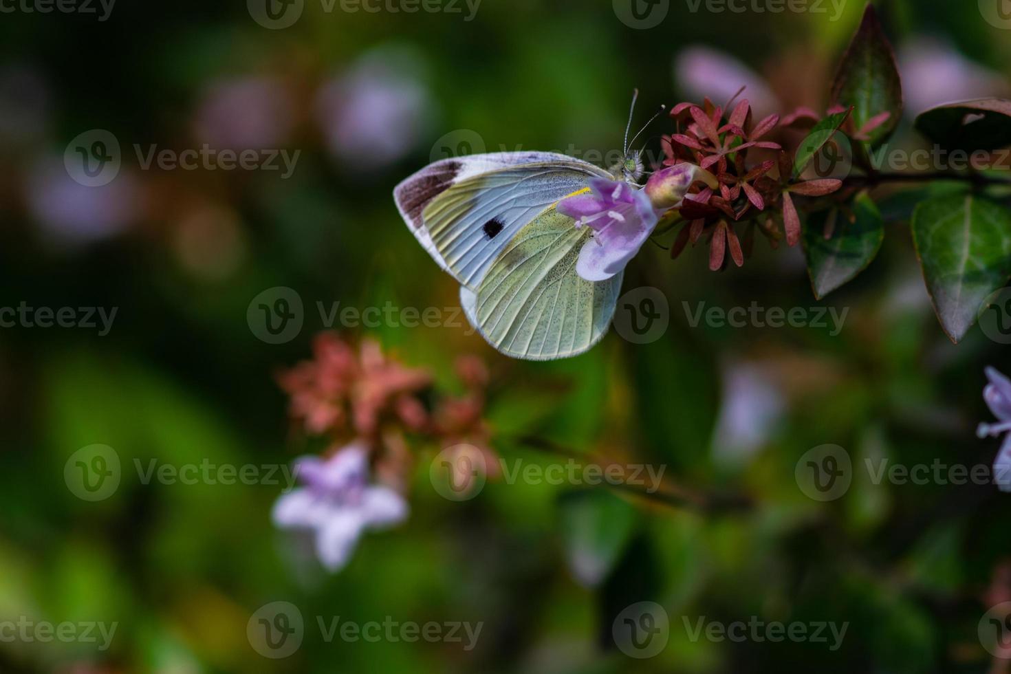 prachtige vlinder op de bloem in een tuin foto