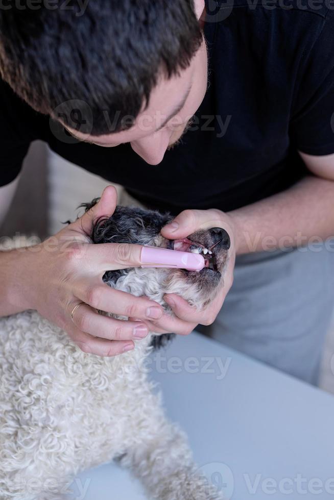 man tandenpoetsen van een schattige bichon frise hond foto