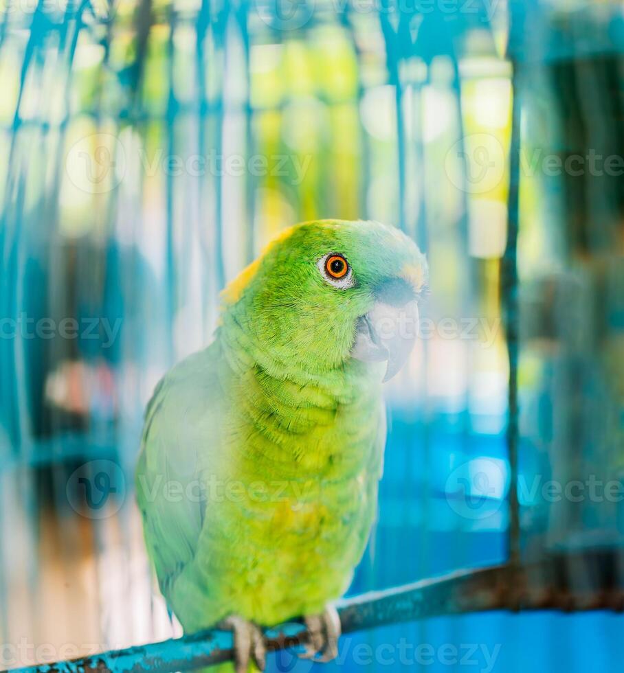 mooi geelhals groen papegaai. portret van mooi en kleurrijk geelnek papegaai foto