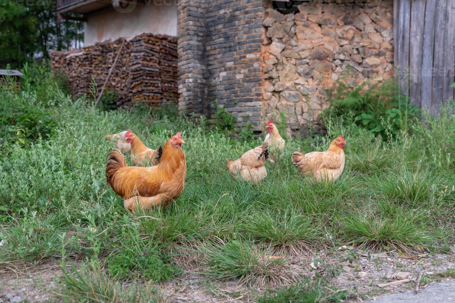 scharrelkippen op het platteland foto