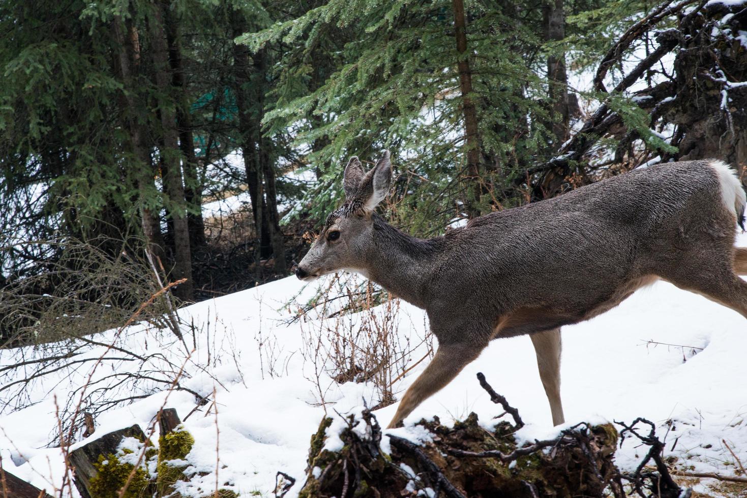 mooie herten die onder de bomen lopen. nationaal park banff, alberta, canada foto