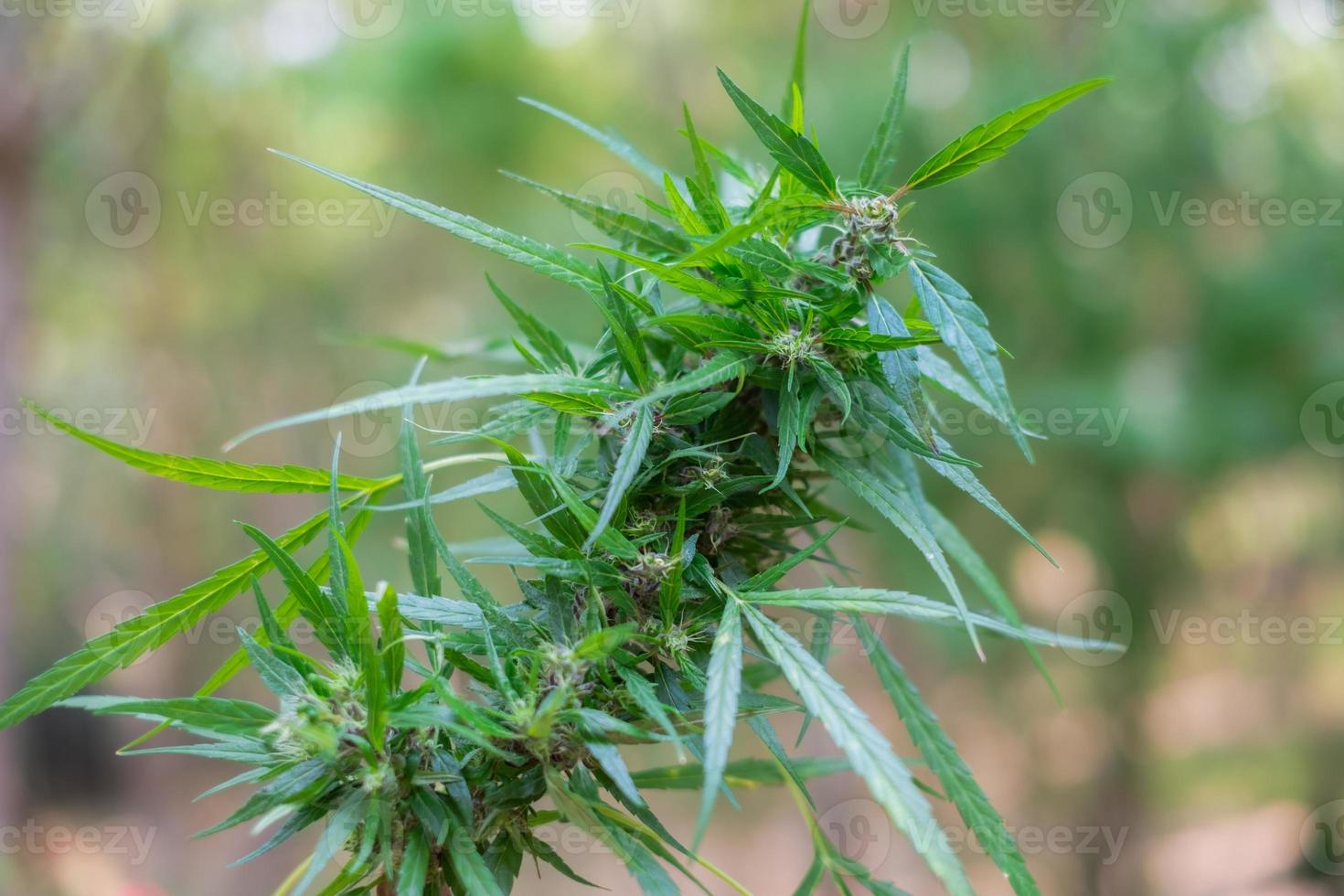 verse groene medicinale plant cannabis bloeiend op onscherpe achtergrond, marihuanaplant met vroege bloemen, sativa bladeren foto