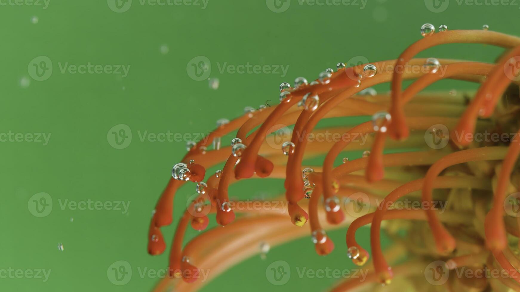 groen achtergrond.stock beeldmateriaal.water met bubbels in welke de bloemblaadjes van de bloem stok uit foto