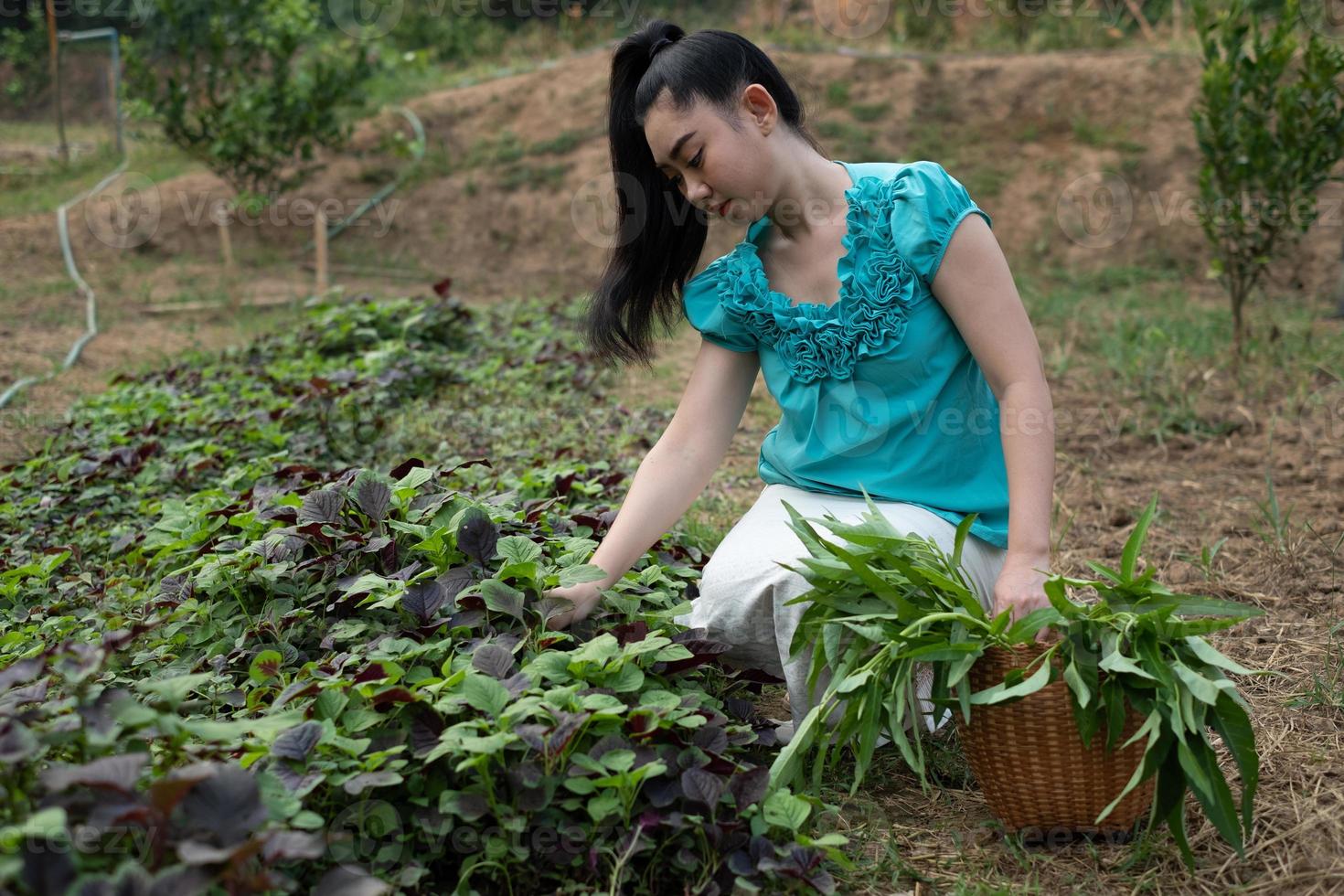 vrouwen in haar moestuin, mooie jonge tuinman azië vrouw met een mand met geoogste verse spinazie groenten in tuinen foto