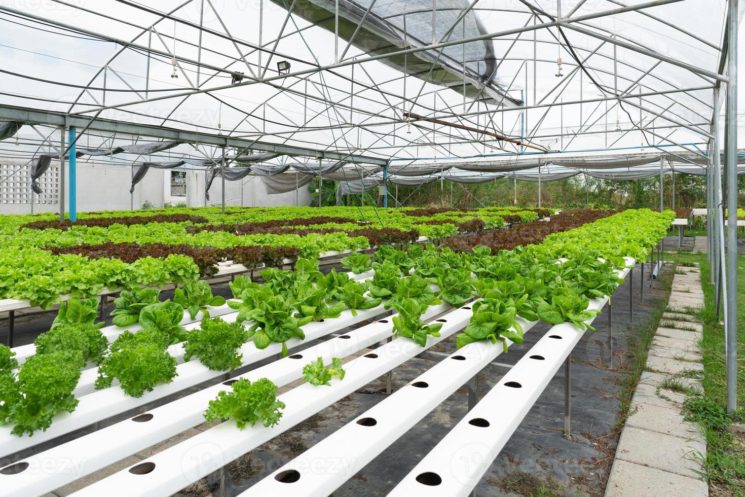 hydrocultuur biologische groenteboerderij die groene sla verbouwt foto