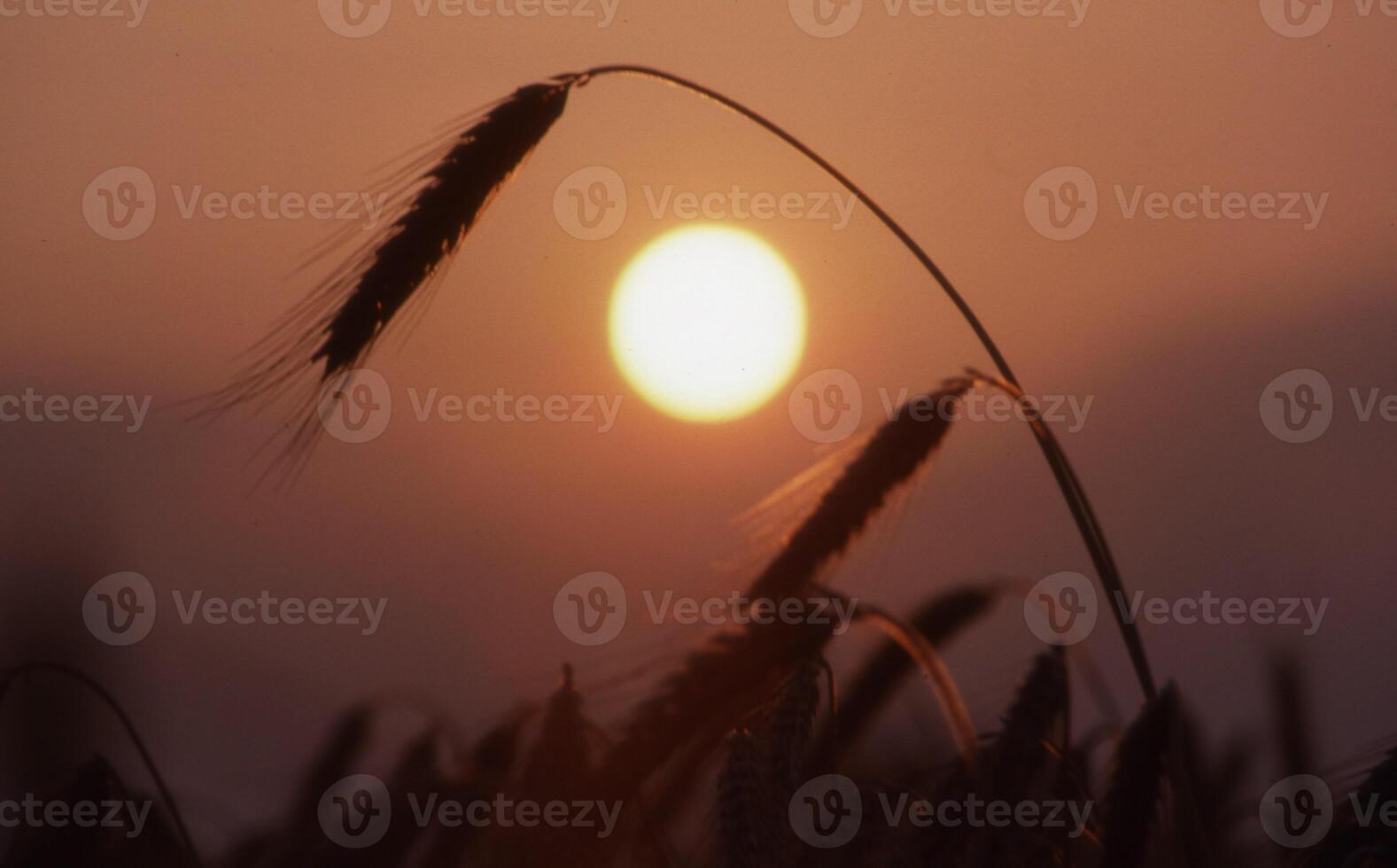 een tarwe veld- met de zon instelling achter het foto