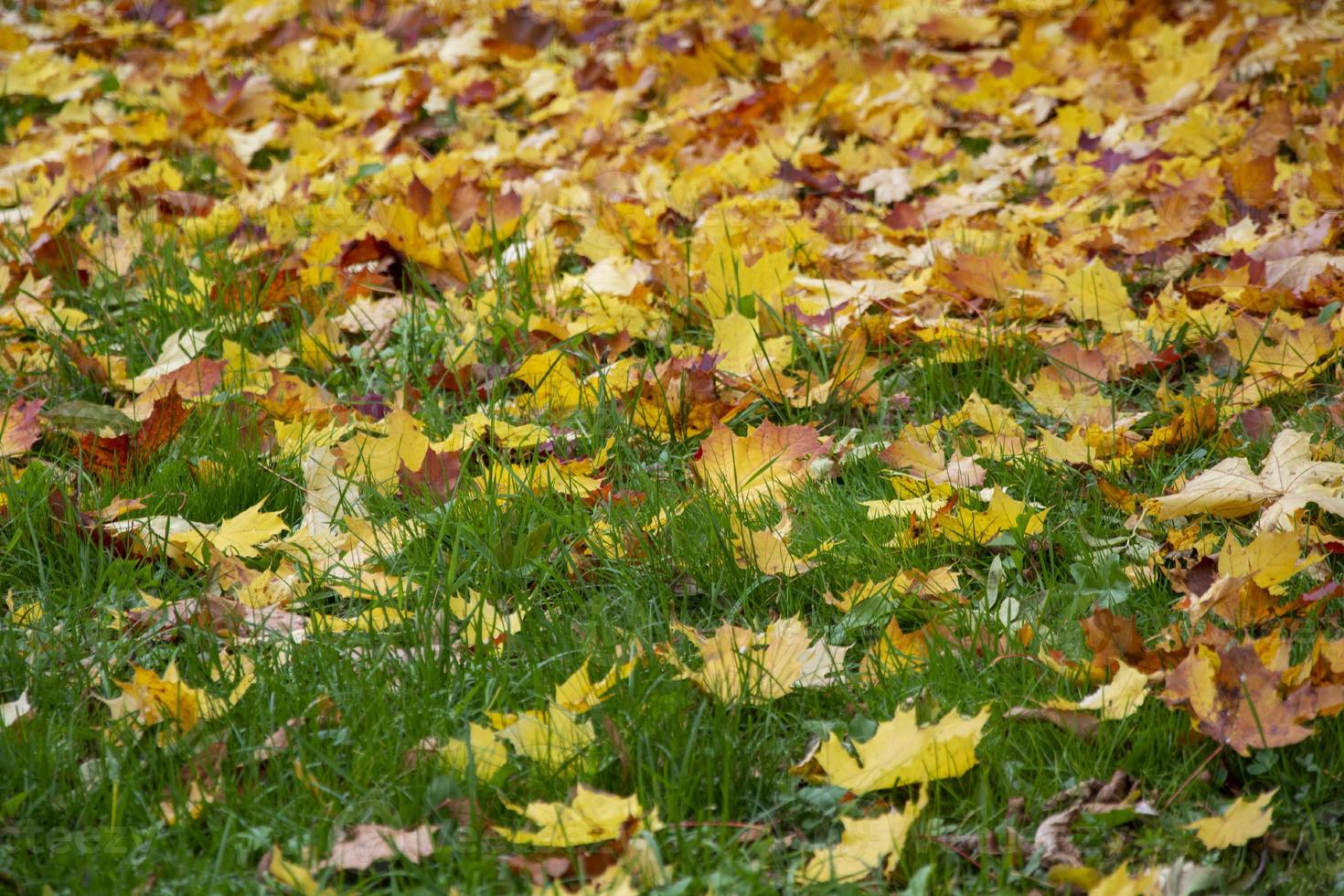 geel blad op groen gras. het gazon is bezaaid met gevallen bladeren. foto