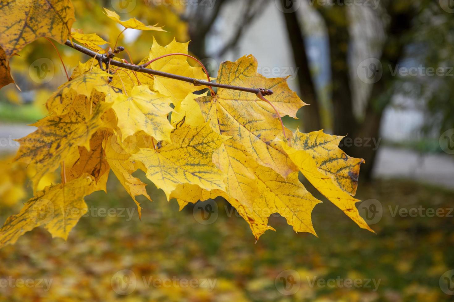 esdoorntak in de herfst. esdoorn bladeren op een onscherpe natuurlijke achtergrond. foto