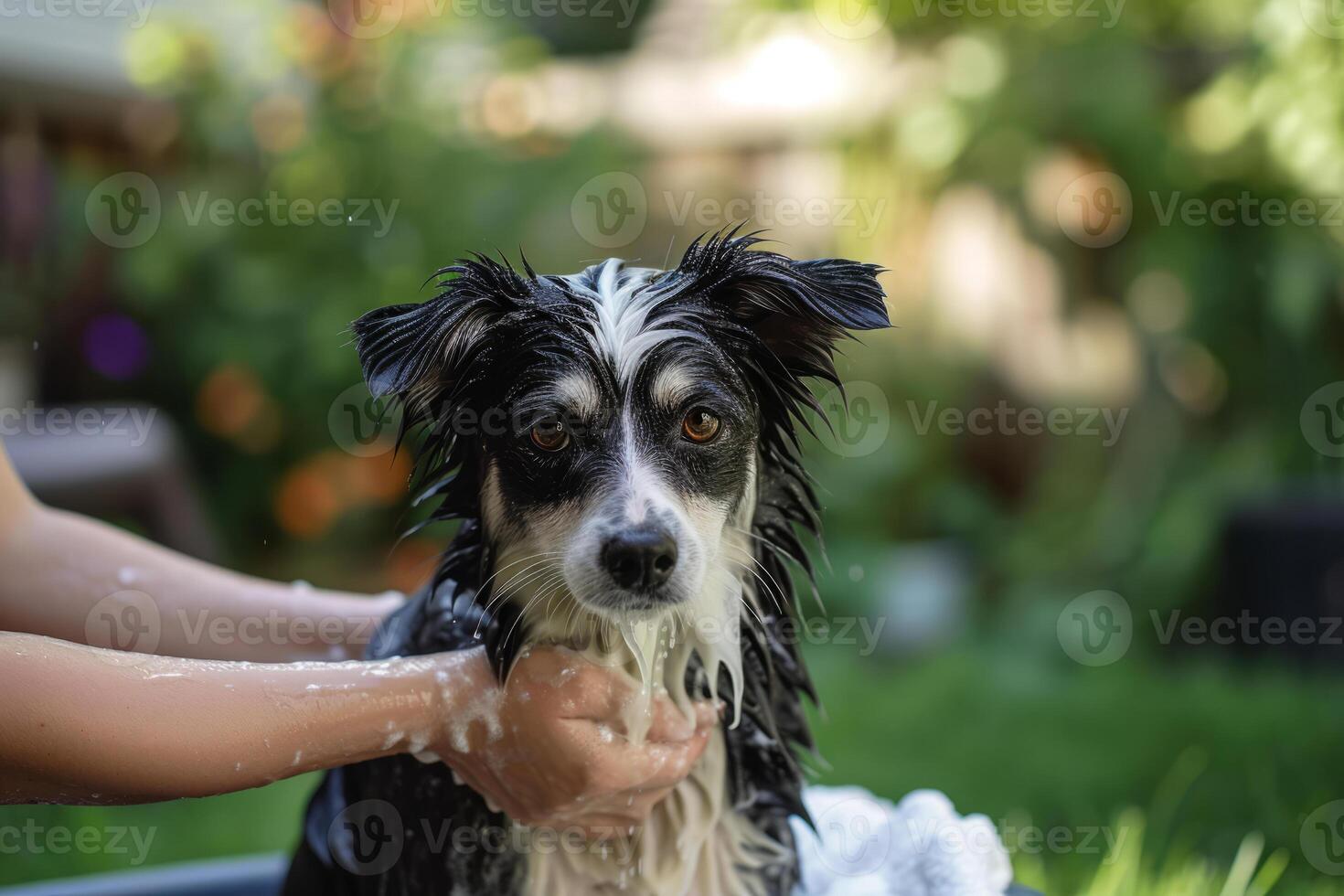 ai gegenereerd hond nemen een bad in de achtertuin. generatief ai foto