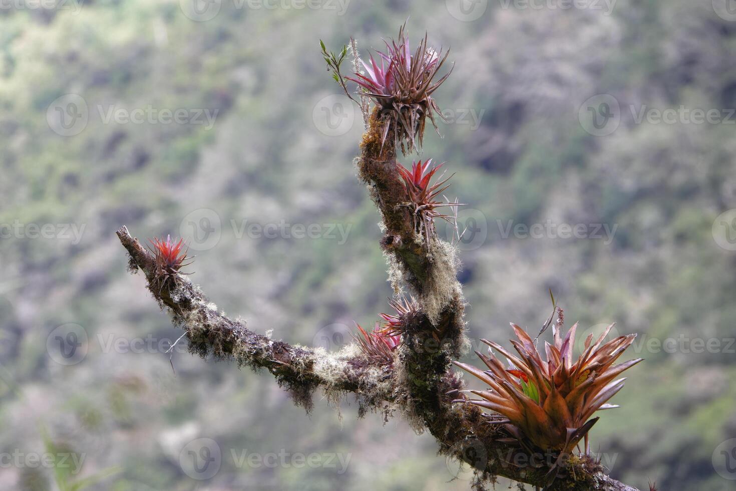 bromelia's groeit Aan boom kofferbak, tropisch wolk Woud, manu nationaal park, Peru foto